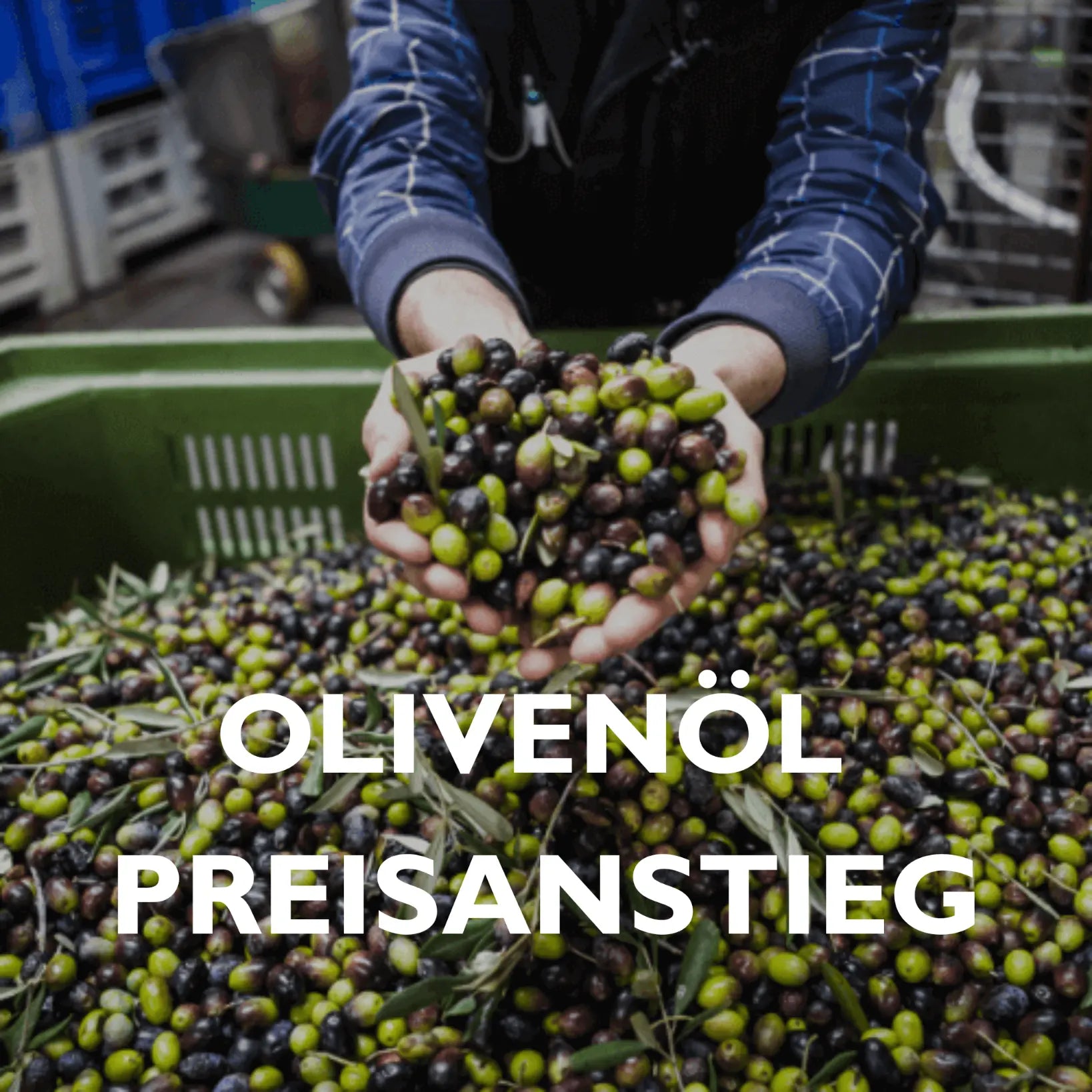 Preisanstieg Olivenöl auf Grund schlechter Olivenernte
