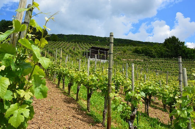 Die Geschichte des Weinanbaus auf Zypern