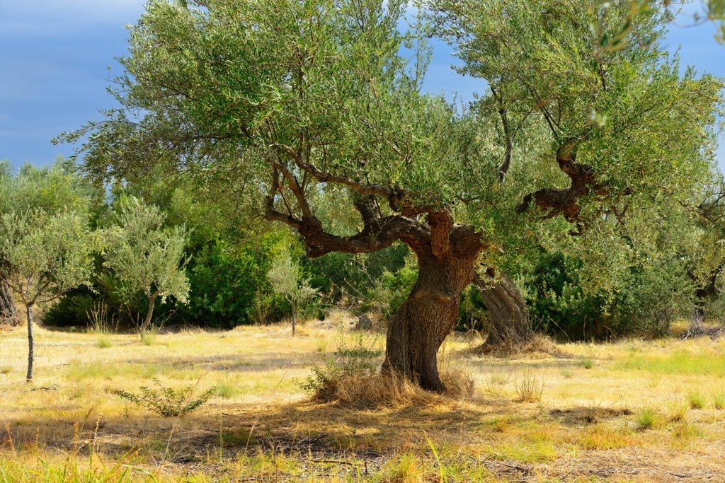 Olivenöl aus der Koroneiki Olive - Exclusive Food GmbH
