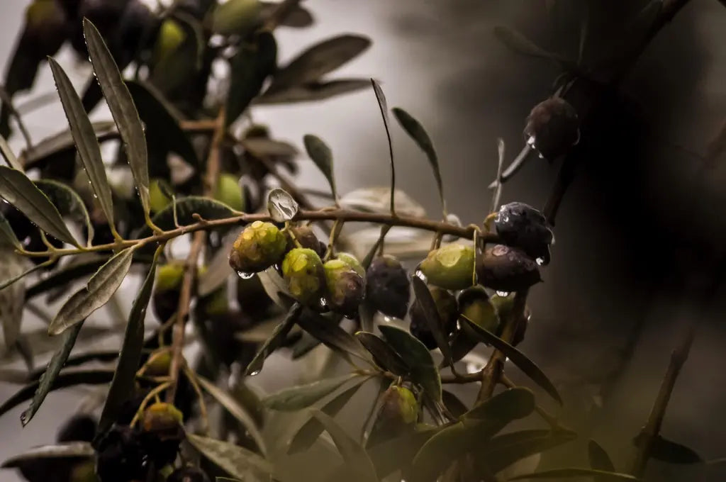 Sind Oliven gesund - Exclusive Food GmbH